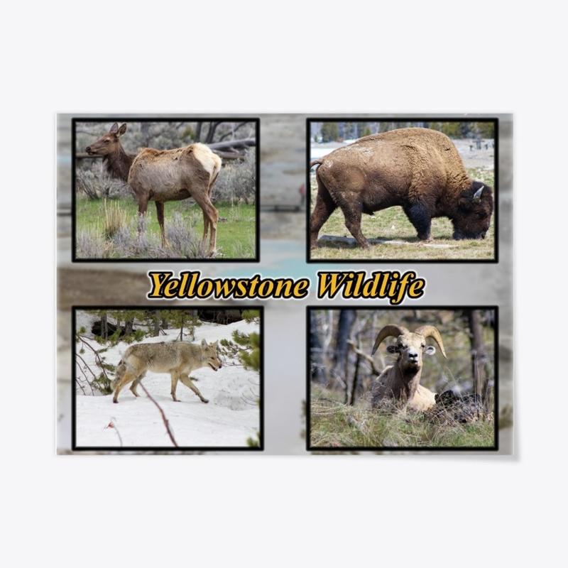 Yellowstone Wildlife